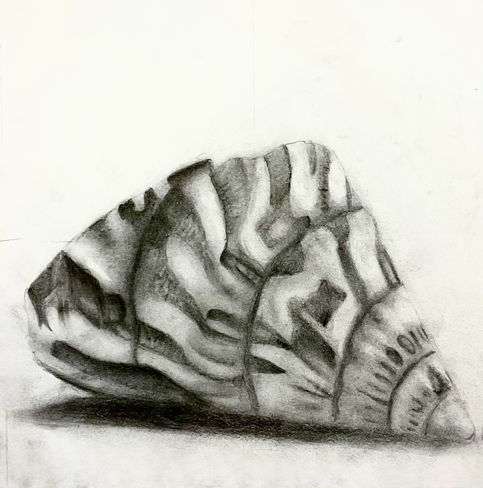 Graphite drawing of a striped seashell
